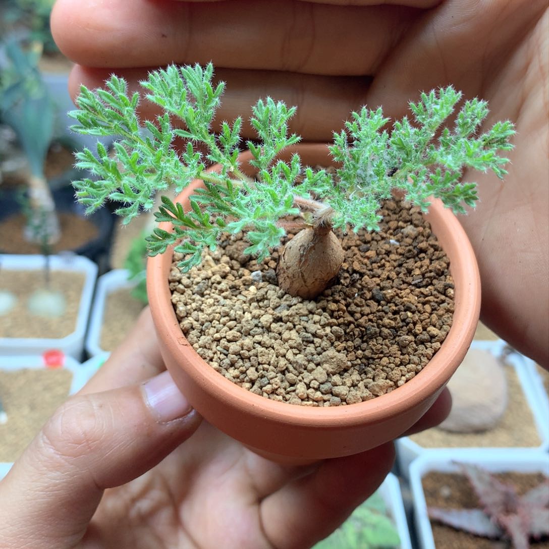 枯木杨葵多肉带盆