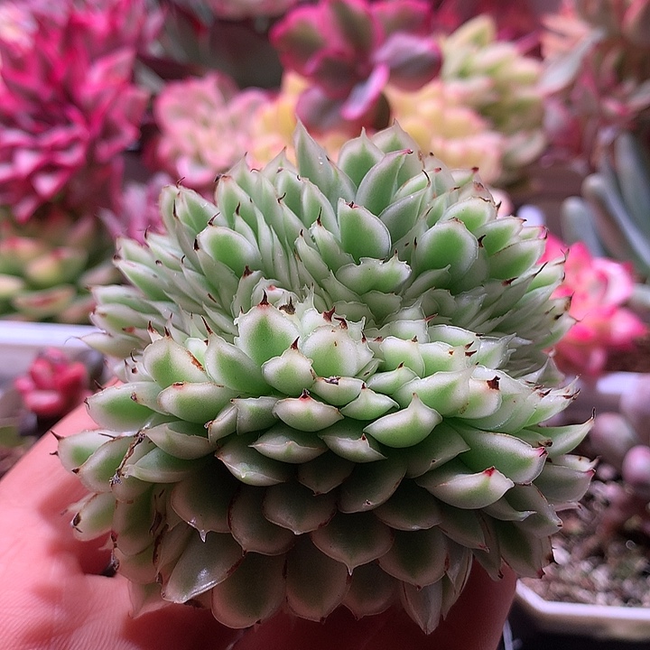 紫蝴蝶缀化锦锦锦