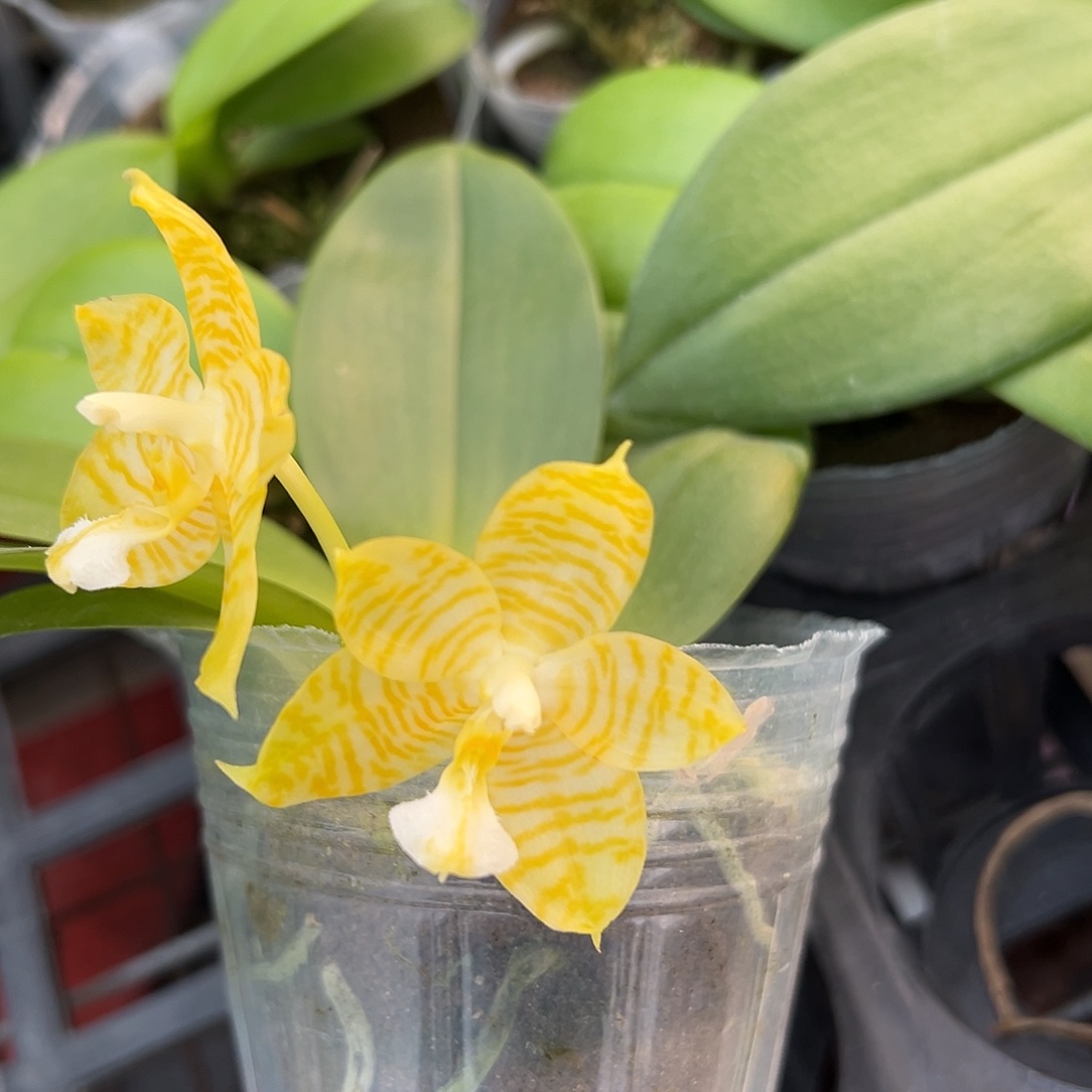 完全开放林登戒指2.8寸抽梗花苞