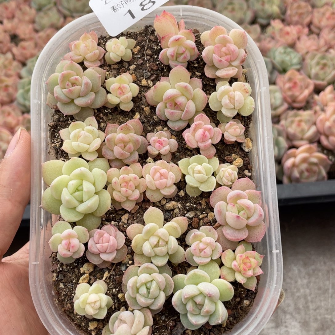 云糖心多肉植物187