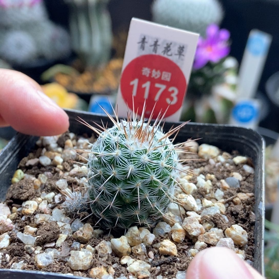 实生长刺白王丸2.2cm