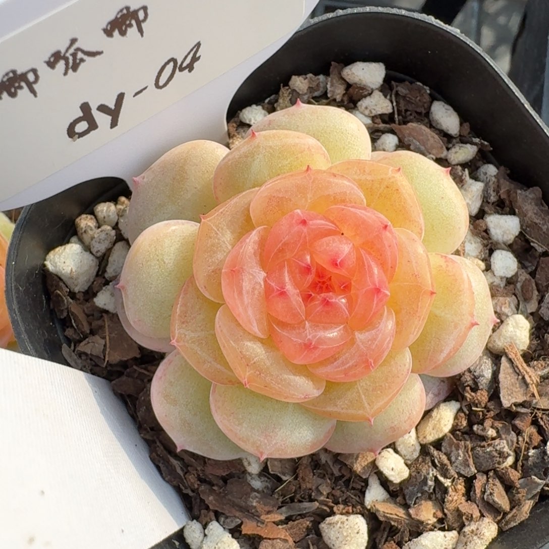 0201-04-芳草一单头