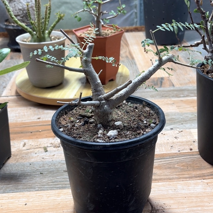 瑞*尼勒达乳香111111111111