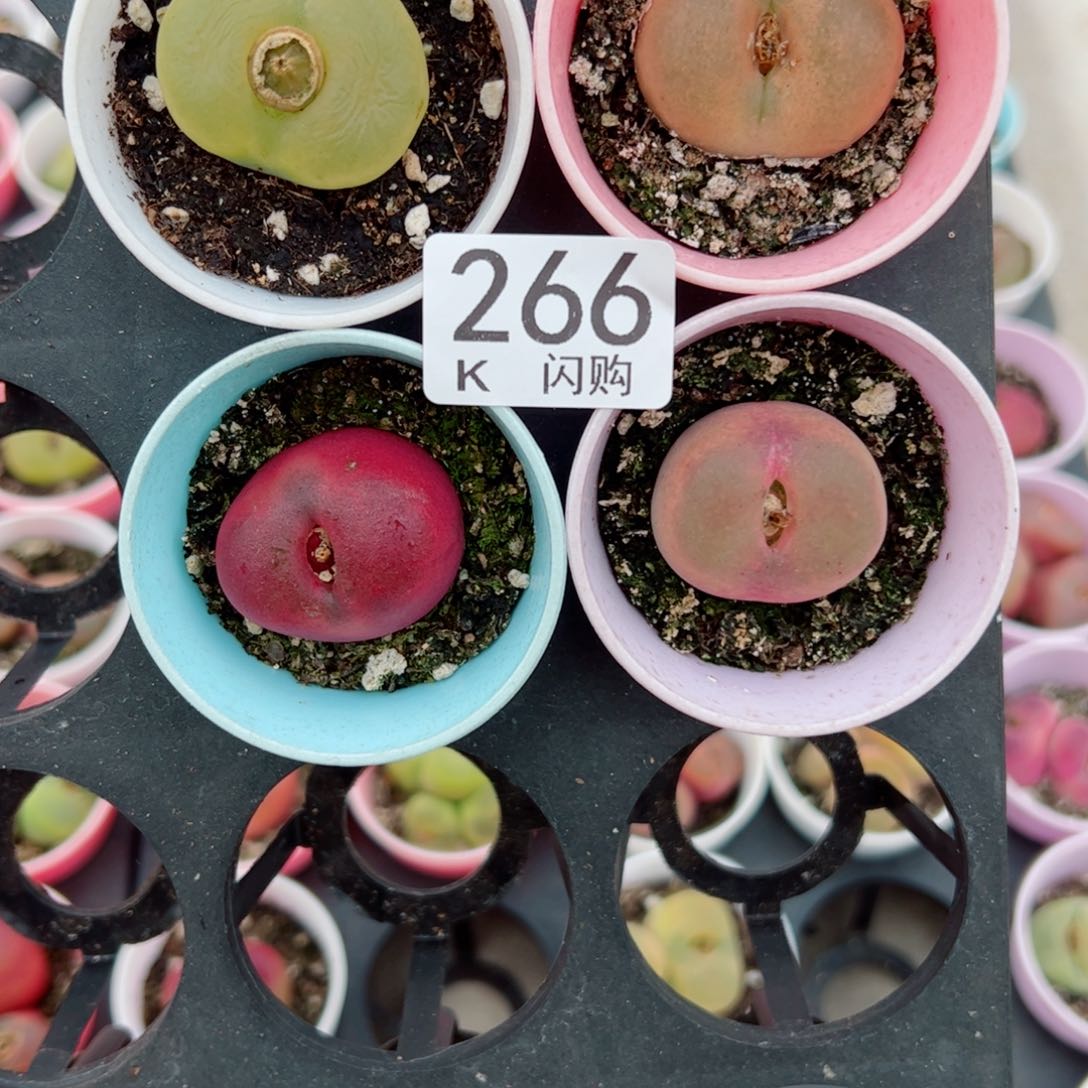 无花朵明*我很喜欢这个K266