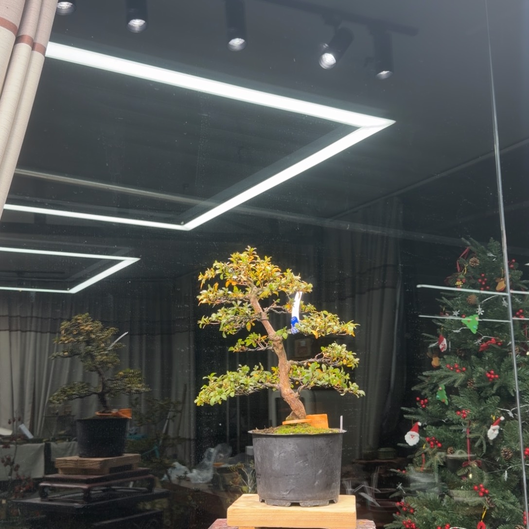 行***者无花朵花卉苗木花卉355