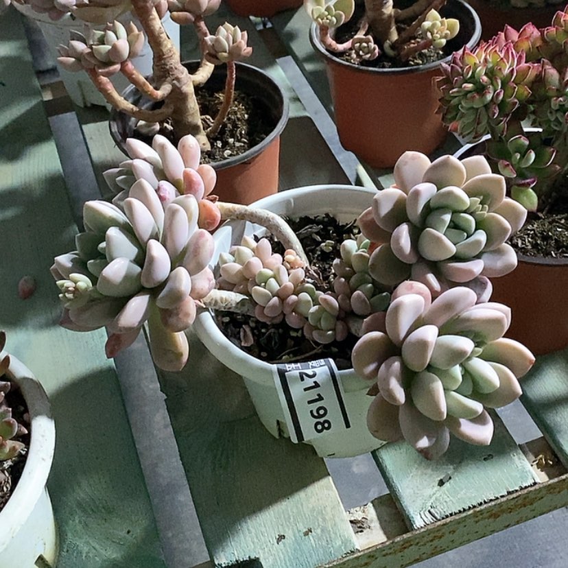 【闪购商品】花斑路21198