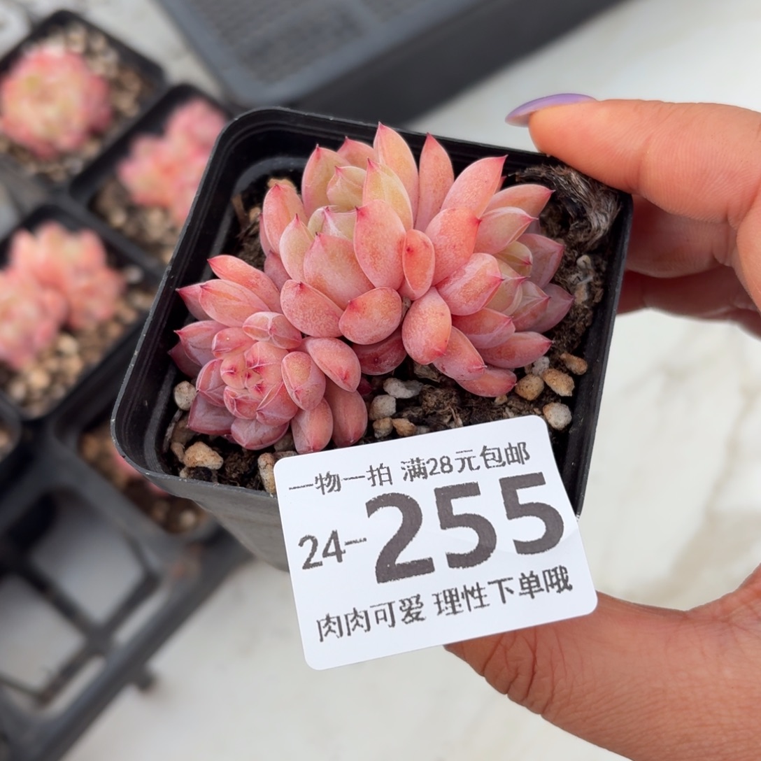 糖爪无盆土发货无