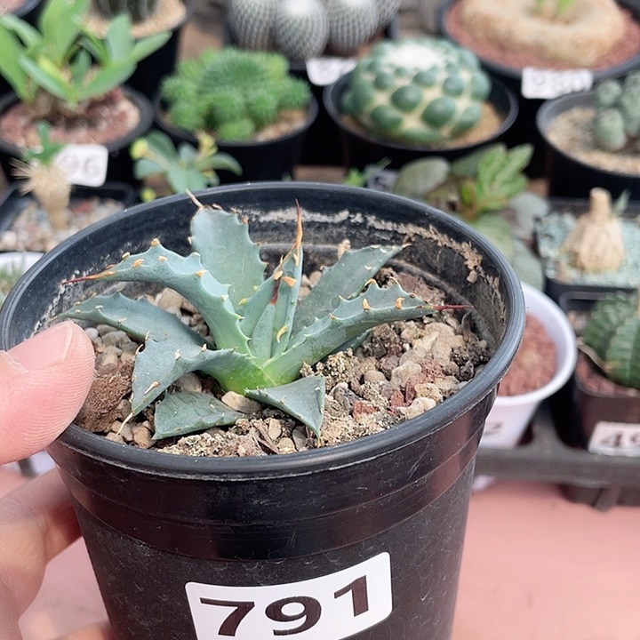 791曲刺妖岩龙舌兰