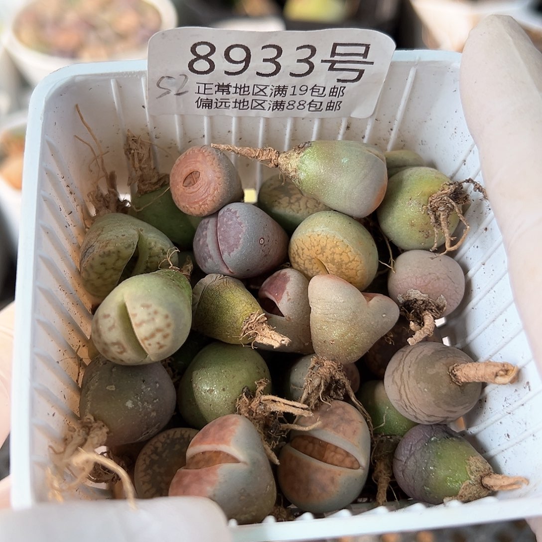 8933不同品种母本混合52颗打包处理了