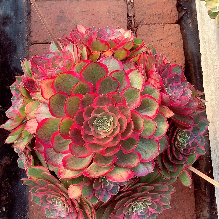 粉花妖啊啊啊啊啊啊