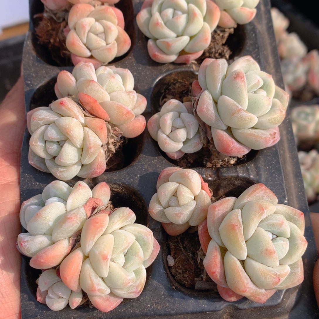 小精控冰玉双头6颗