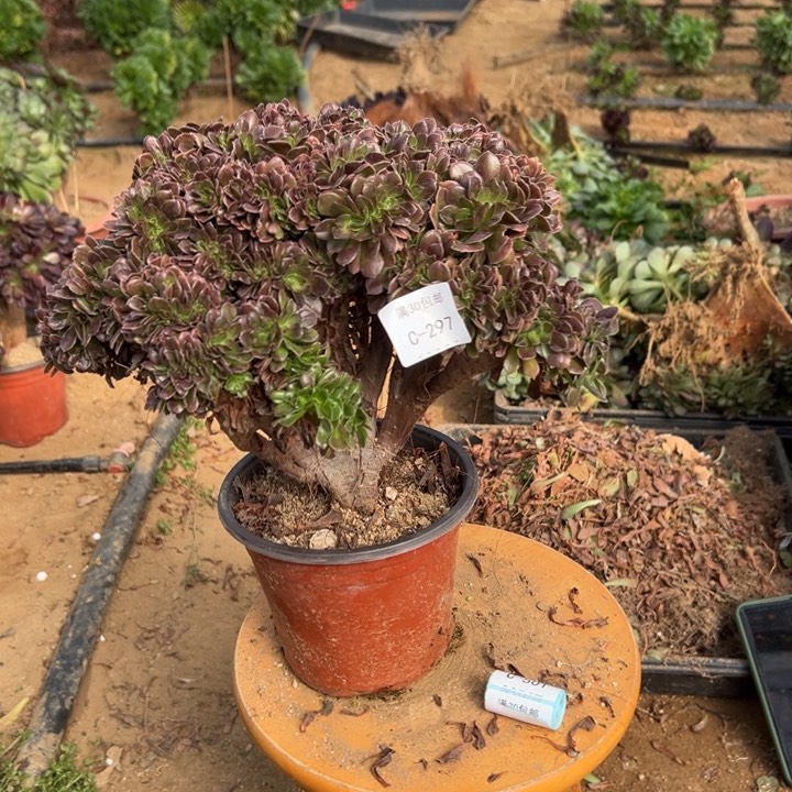 297 玫瑰缀宽30 公分不售后