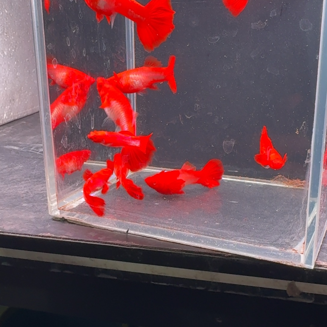 孔雀鱼瑕疵双分水5对 不死不包损