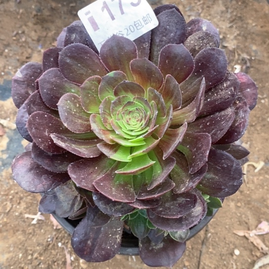 175花月夜多肉植物