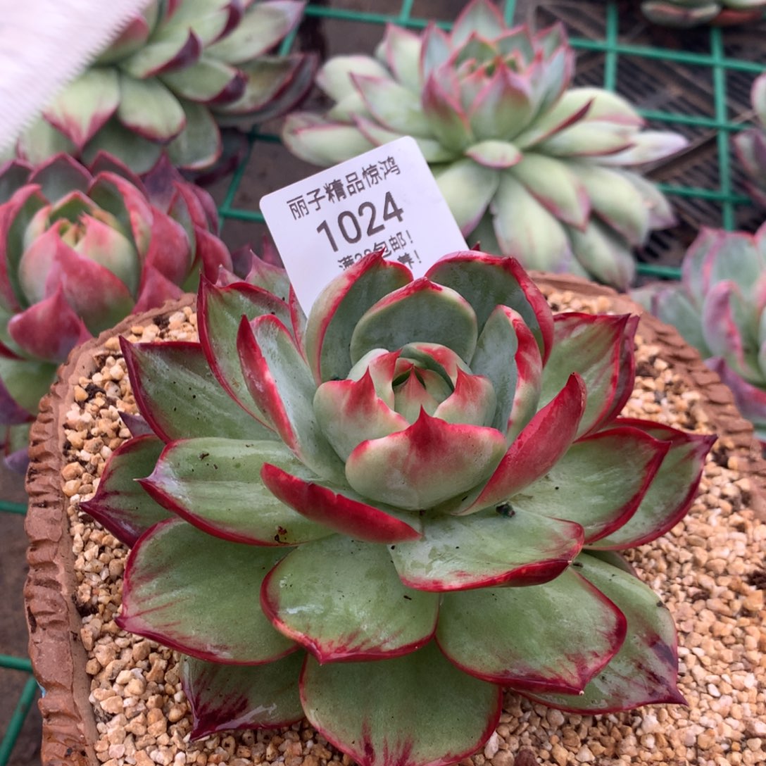 1024多肉植物惊鸿14厘米