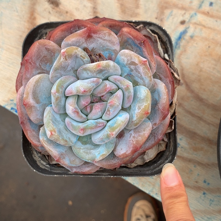 精控星影单头多肉