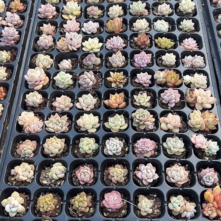 直播福利一物一拍20