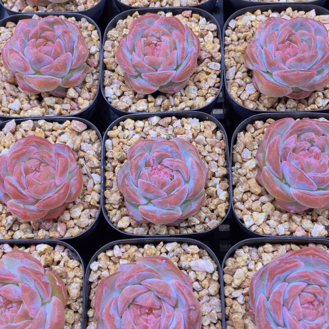 量拍11号 糖心草莓啵啵单头一个