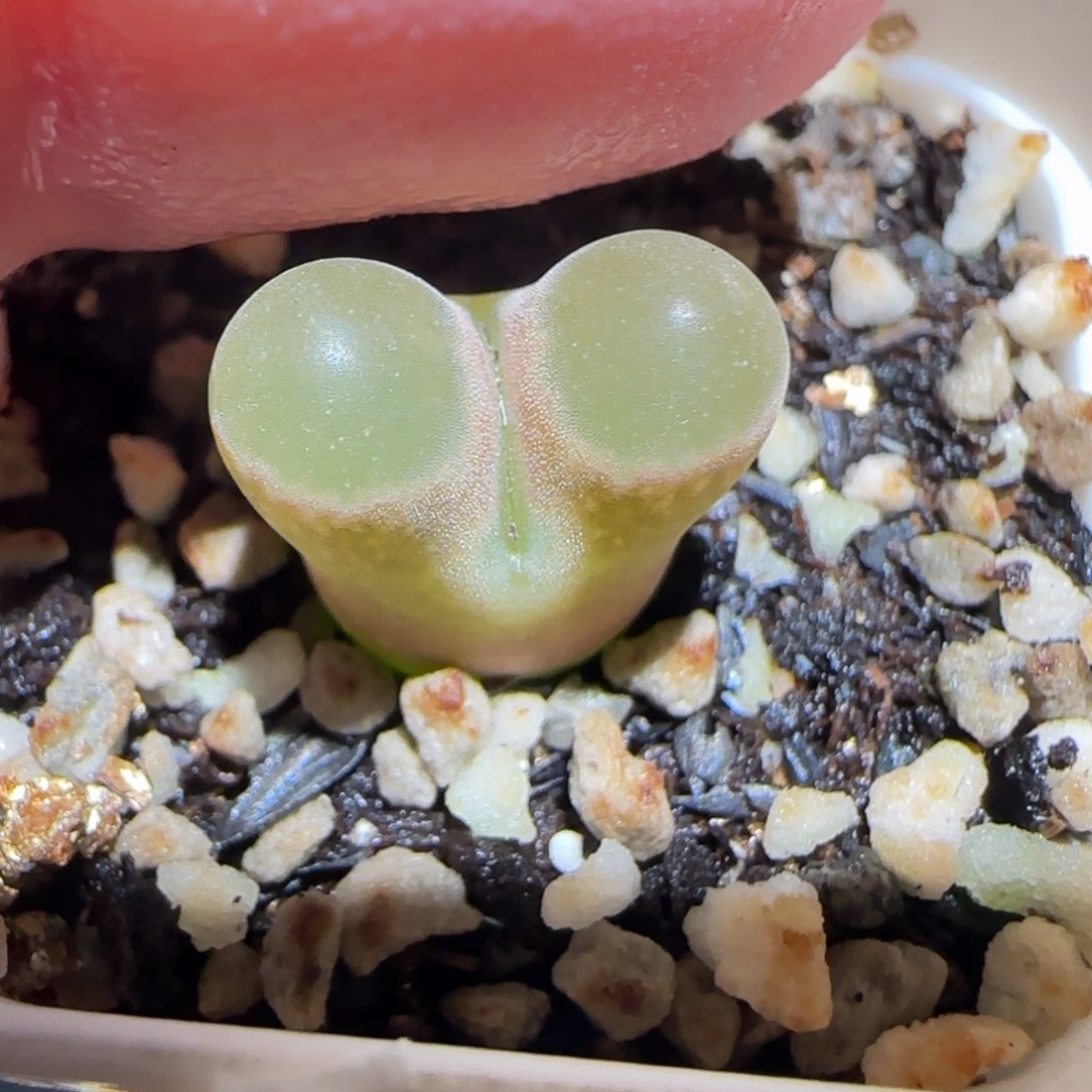 肉锥多肉植物百科-磁铁1239