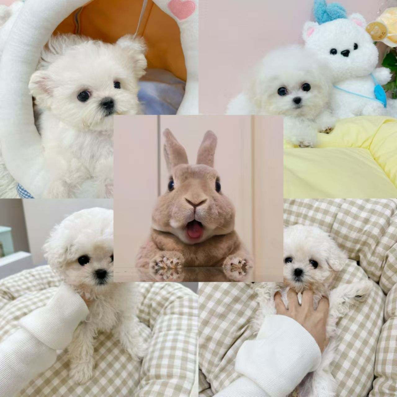 萌兽君可爱活体宠物宝贝小 萌兽君专属链接1