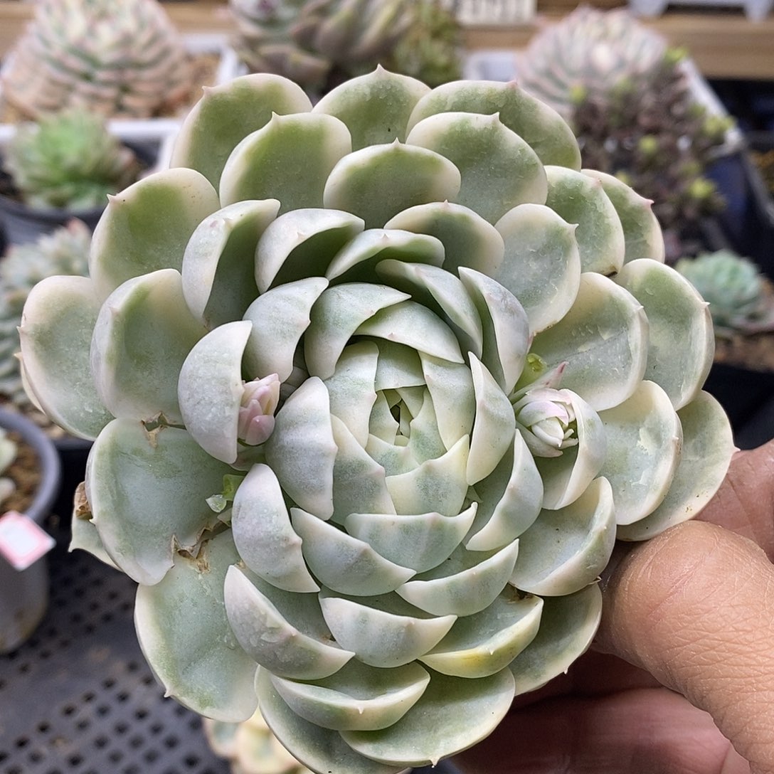 2910 昂斯诺锦多肉