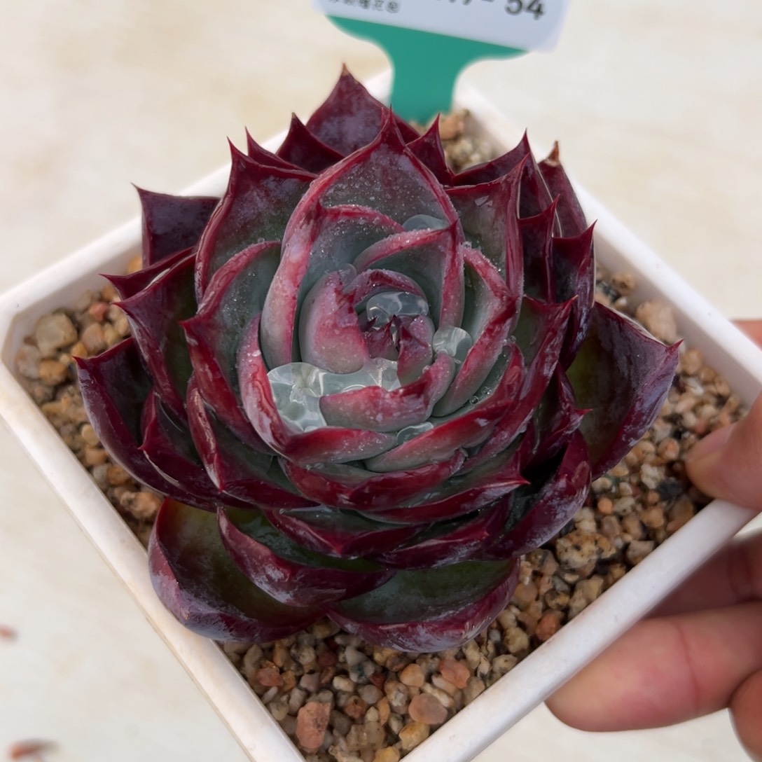 多肉一物一拍0217-54