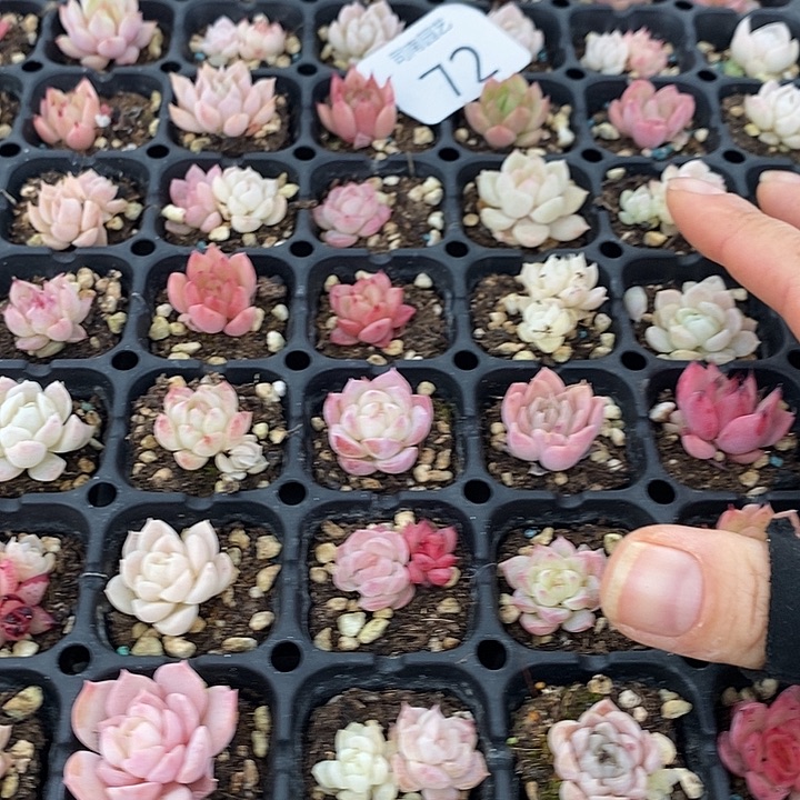 72 多肉植物盆栽花卉