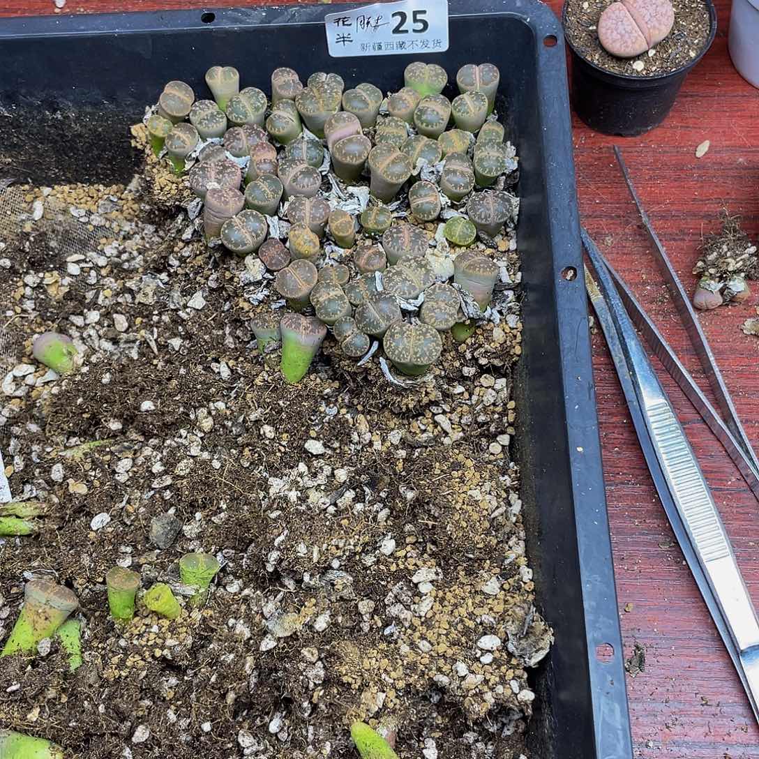 玛***雅2500000000脱土花花花花花花花花