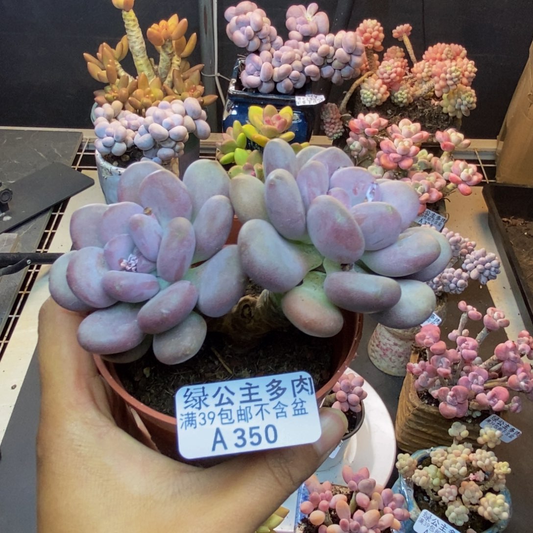350月美人多肉有砍
