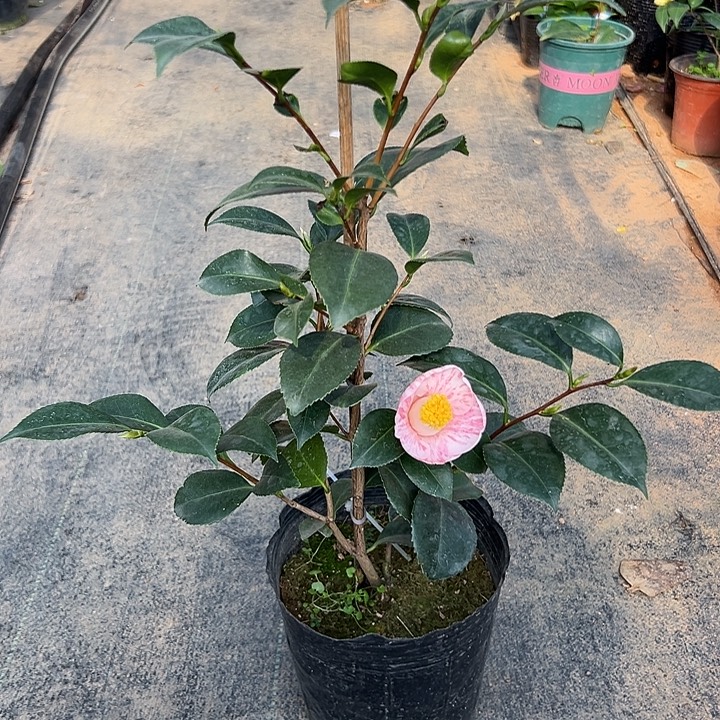 大部分花苞少量开放，玉霞？