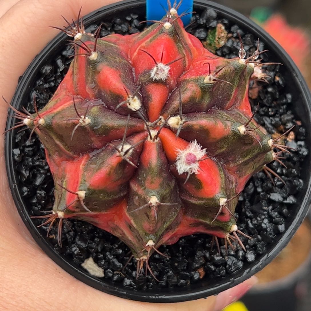 153泰系侧芽，带盆土发货