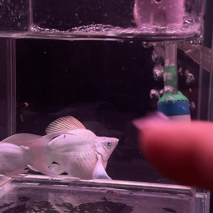 骄****精品玛丽球1对瓷白蓝钻