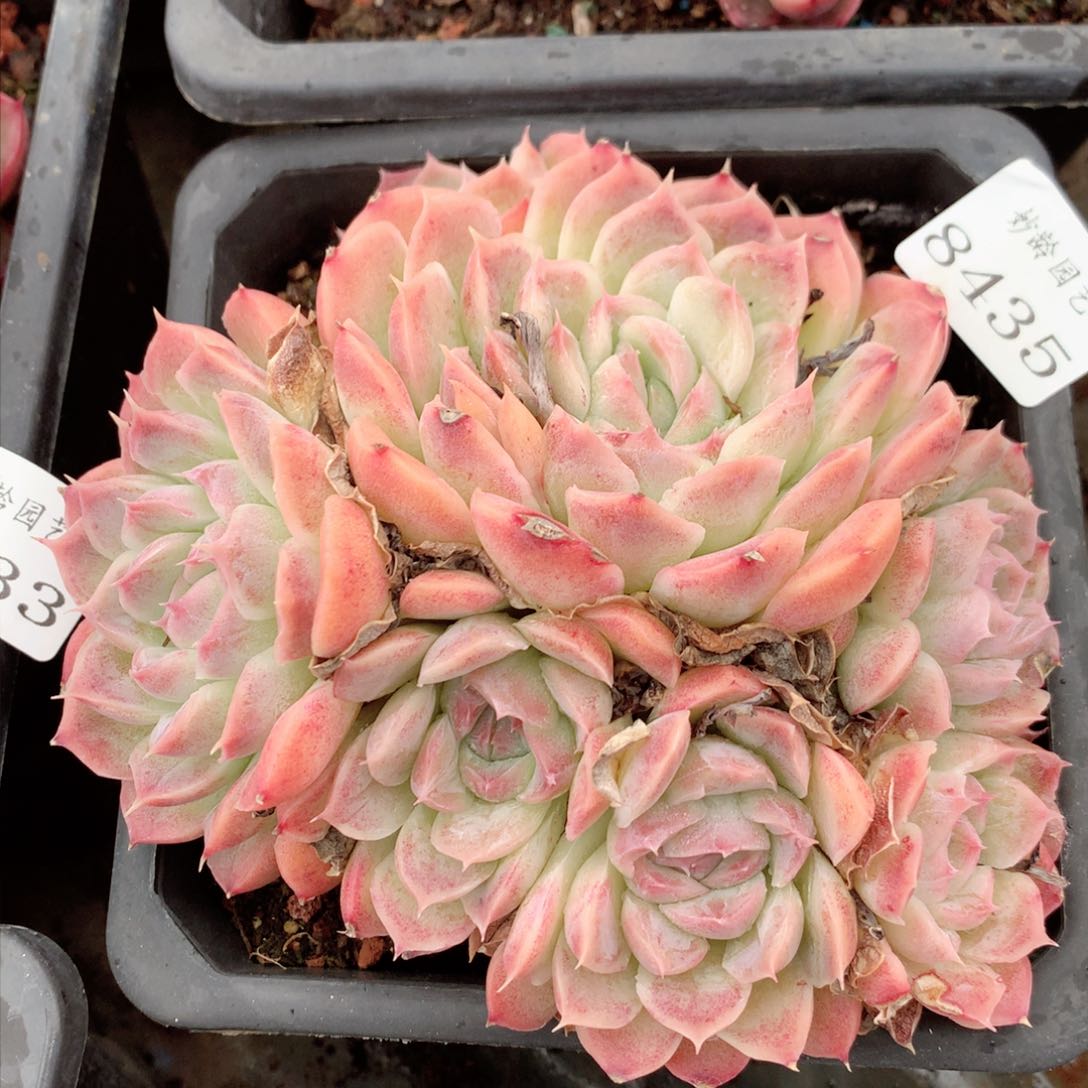 8435杂交多肉植物基地