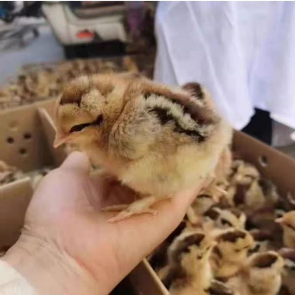 宠物鸡崽三黄鸡五黑鸡麻鸡顺丰包邮