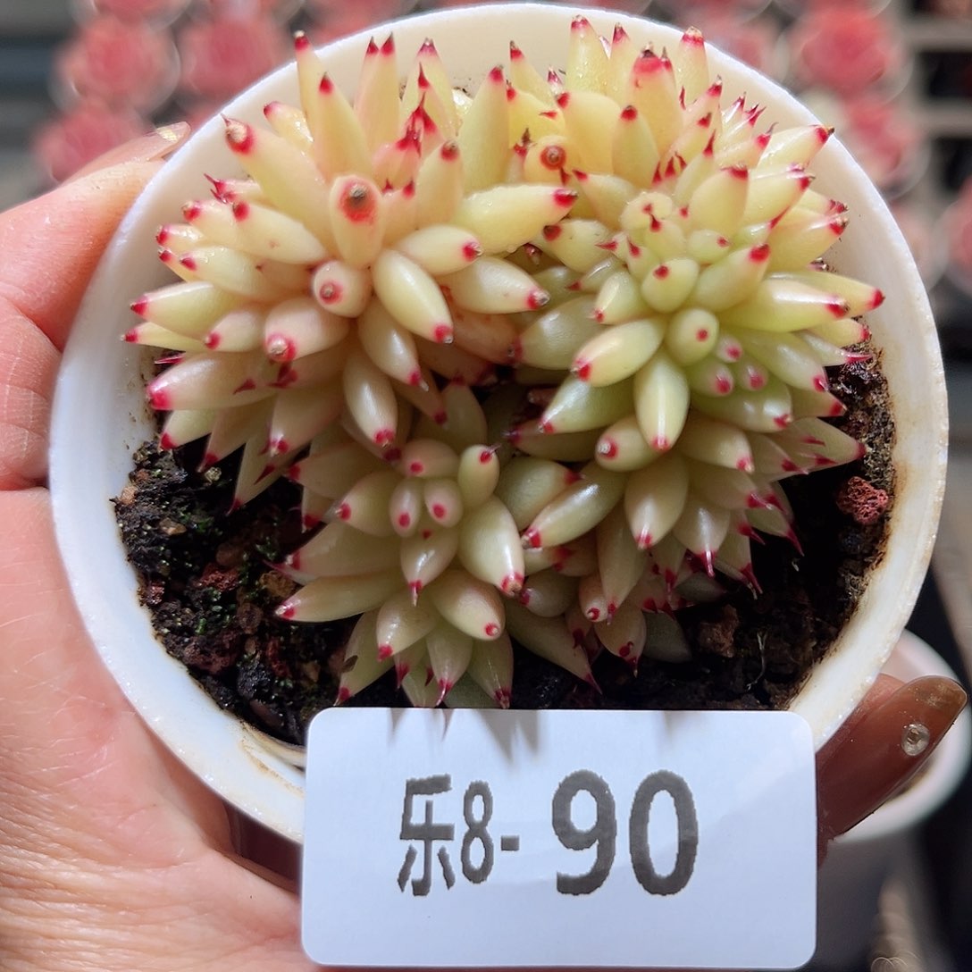 乐8-90 虎鲸缀化