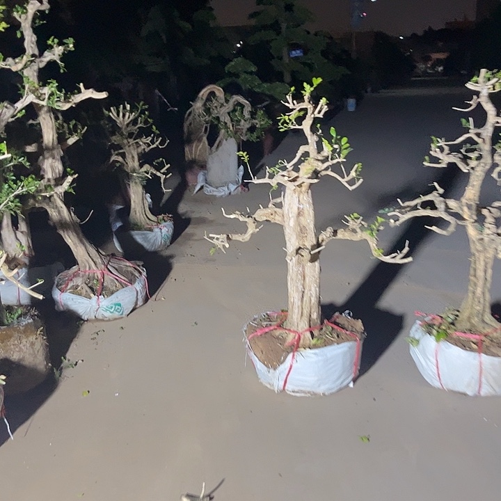 无花朵九里香盆栽植物