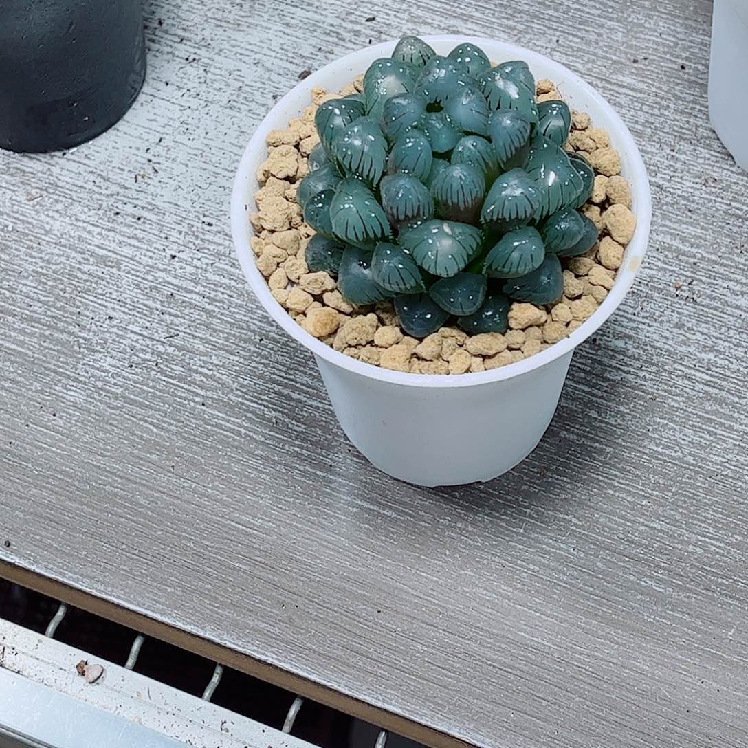 潘氏冰灯一勿一拍