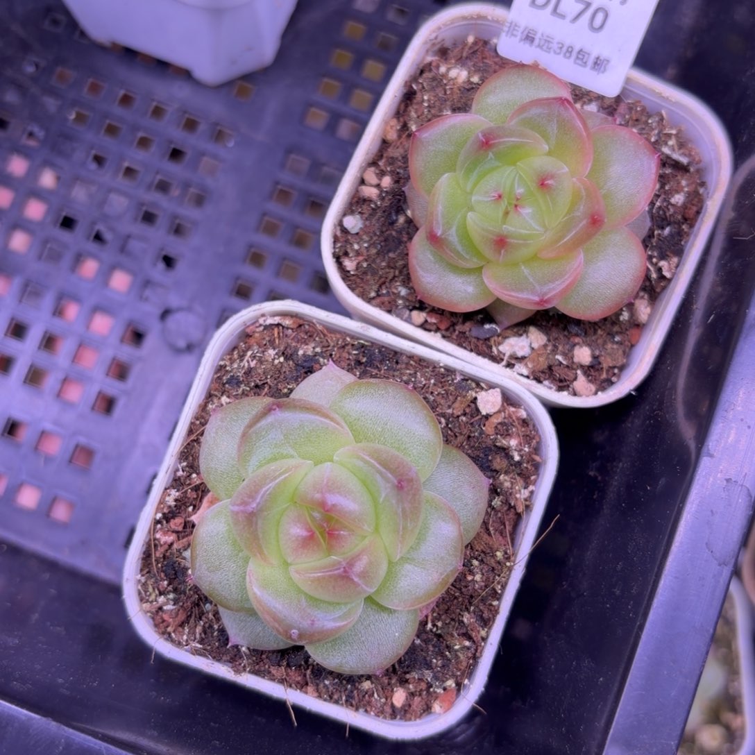 ****.东篱下多肉植物哈哈哈70➕69