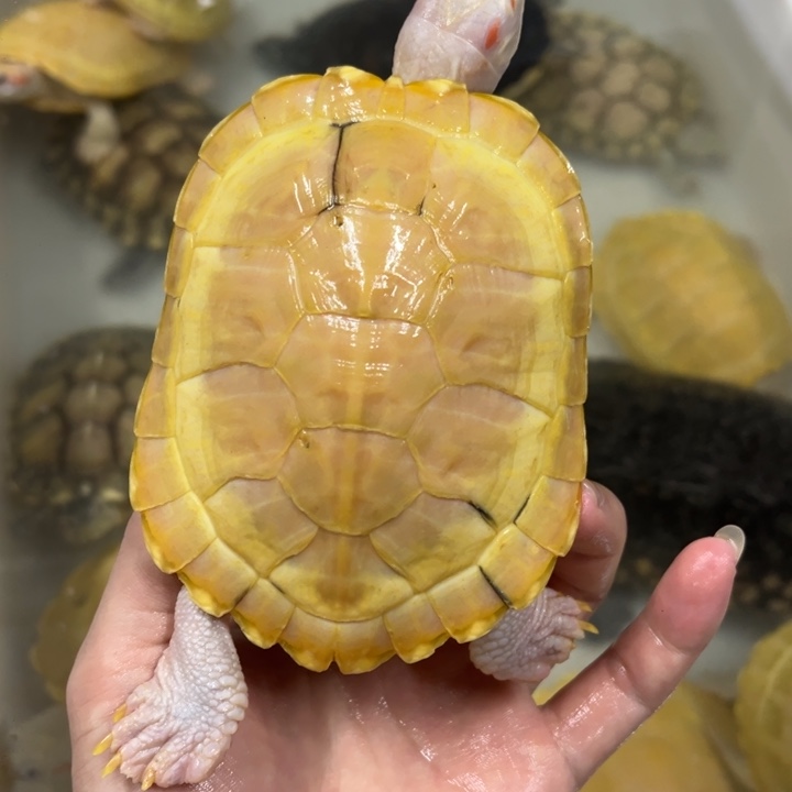 母绿毛龟11.5厘米悖论母亚成