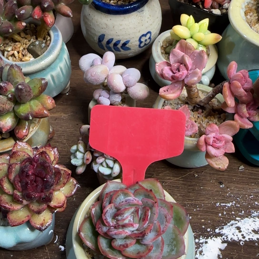 多肉植物成熟石化井老庄