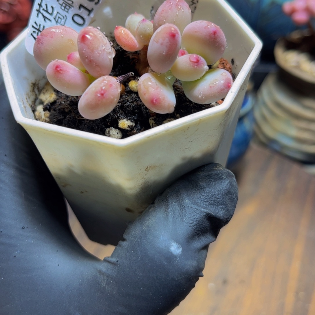 019二代苹果奶6厘米多肉