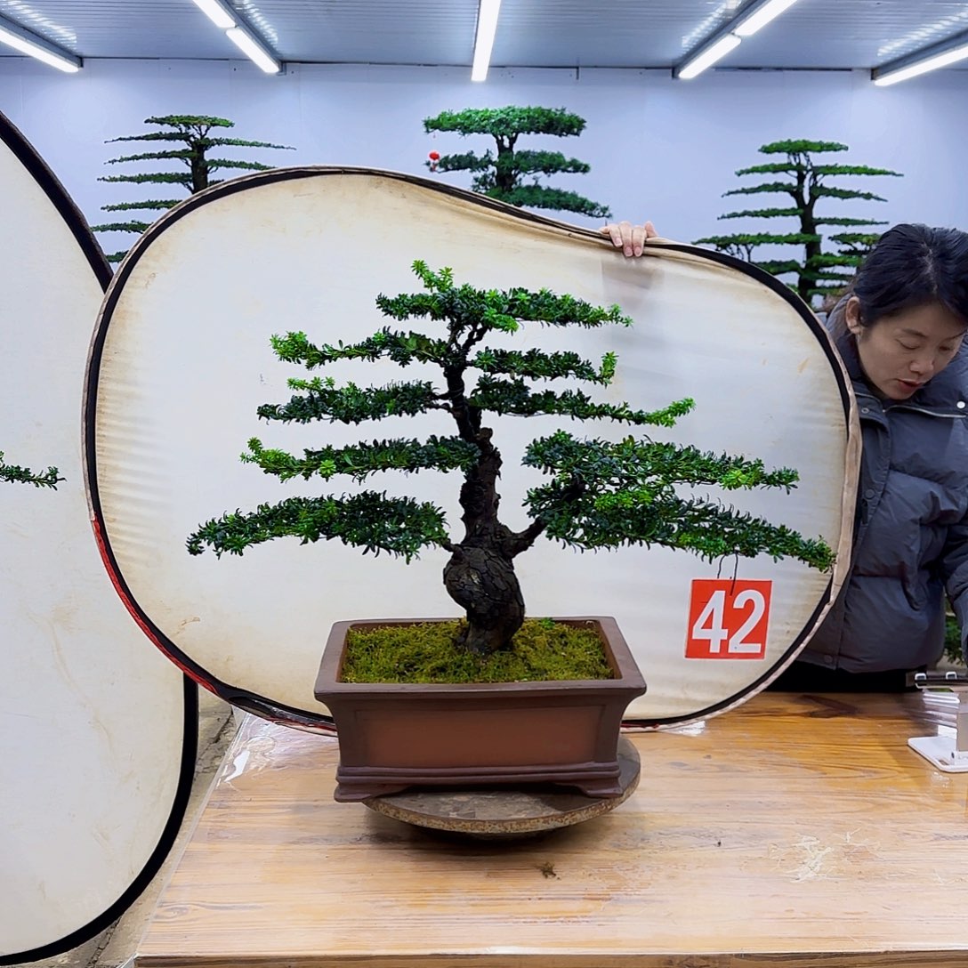 无花朵盆景直播间一物一拍