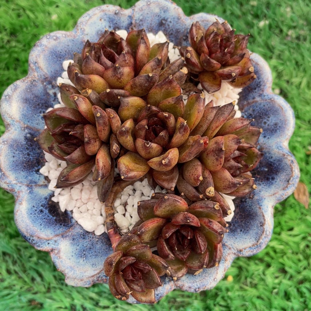 多肉植物盆栽多肉