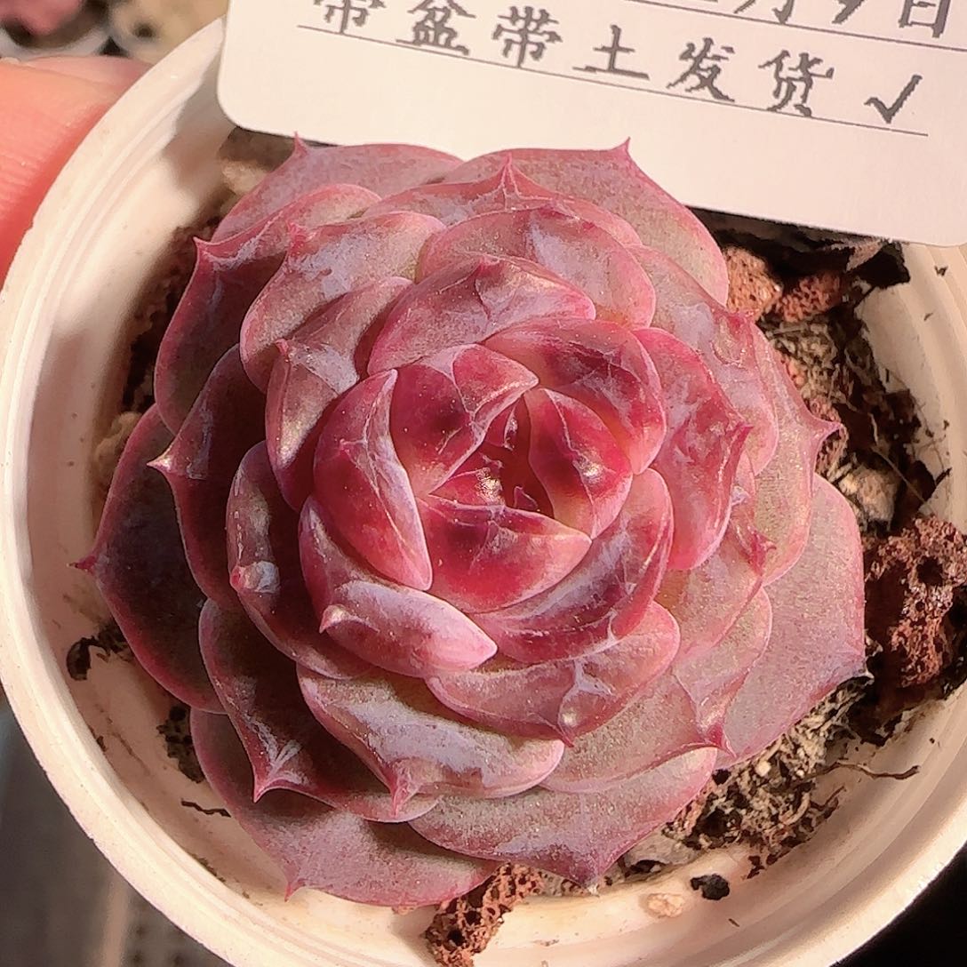 多肉1209-40车厘子冰魄