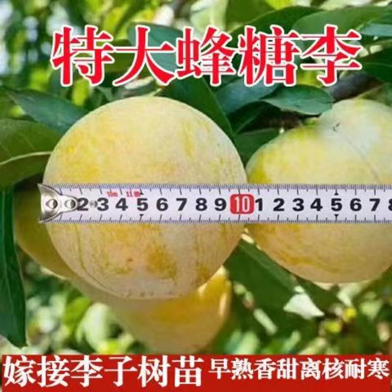 正宗嫁接蜂糖李子果树特大早熟蜂糖李子树苗南方北方种植当年结果商品图