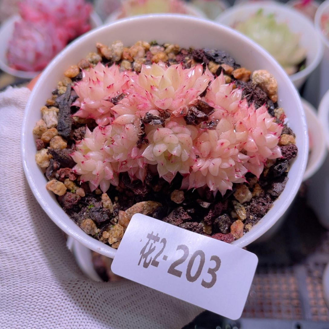 花02-203海王群生