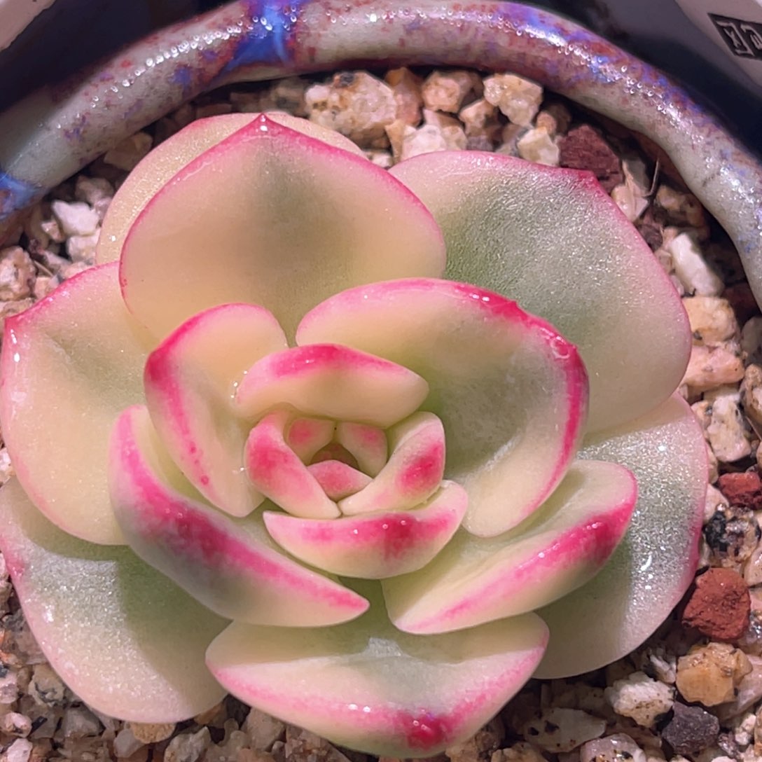 多肉特价三文鱼锦头盖