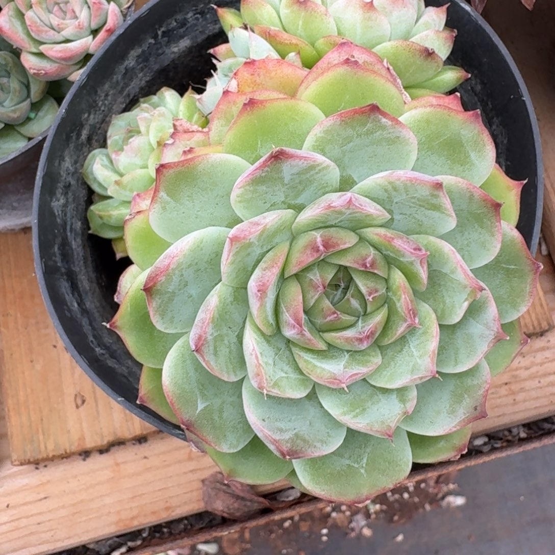 夏****8609杂交多肉植物基地