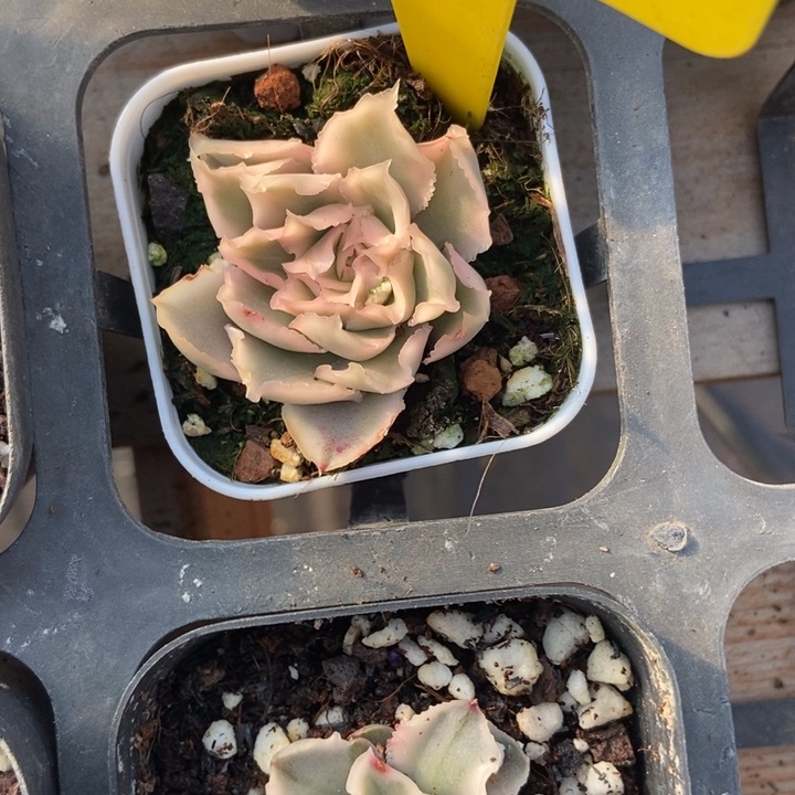 956紫蝴蝶锦多肉植物