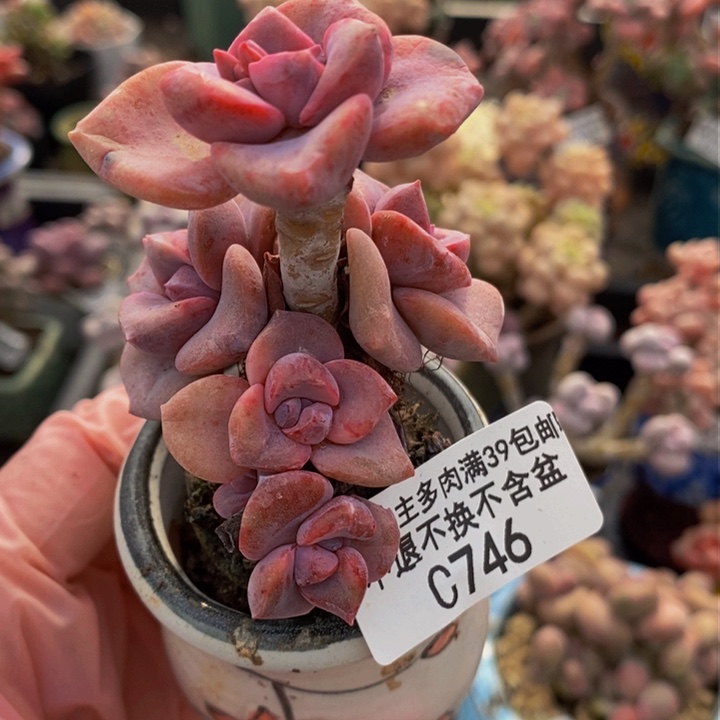 彩虹糖5cm746多肉植物